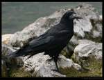 rabenvogel Saatkr�he (Corvus frugilegus) - Loughrea, Irland.