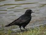 rabenvogel Rabenkr�he (Corvus corone corone) - Am Rhein in Duisburg.