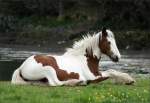 Tinker Irish Tinker, Coloured Cob oder Gypsy Cob - Fotografiert in Irland