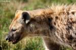 Es ist nicht unbedingt ratsam mit Hy�nen n�here Bekanntschaft zu ...
