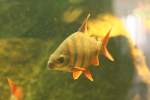 Prachtschmerle (Chromobotia ...  Gilbert Angermann 16.01.2010