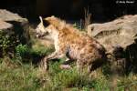 T�pfelhy�nen-Weibchen sind ...  Andy Hensel 12.10.2009