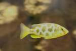 Weiblicher Pfauenmaulbr�ter (Nimbochromis venustus) ...  Gilbert Angermann 17.01.2010