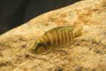 Nanderbuntbarsch (Altolamprologus compressiceps) am ...  Gilbert Angermann 17.01.2010