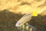 K�rpflingschilide (Cyprichromis leptosoma) am ...  Gilbert Angermann 17.01.2010