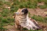 Die Hy�nen (hier eine T�pfelhy�ne) werden innerhalb der Raubtiere trotz ...