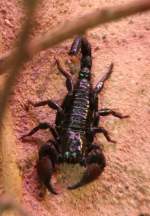 Kaiserskorpion (Pandinus ...  Gilbert Angermann 18.01.2010