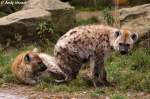 T�pfelhy�nen leben in Gruppen die Clans gennannt werden.  ...