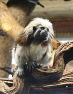 Lisztaffe am 7.12.2009 im Zoo Dresden.  ...
