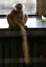 Weibliches Mohrenmaki (Lemur macaco macaco) am 7.12.2009 im Zoo Dresden. ...