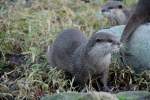 Kurzkrallenotter (Amblonyx cinerea) am ...  Gilbert Angermann 19.01.2010