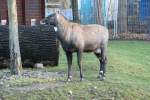 Nilgauantilope (Boselaphus tragocamelus), eine ...  Gilbert Angermann 19.01.2010