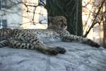 Dieser Gepard ruht sich ...  Gilbert Angermann 19.01.2010