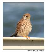 Turmfalke (Falco tinnunculus) - Fotografiert am Rhein in Krefeld-Uerdingen  ...