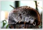 Waschb�r auch Nordamerikanischer Waschb�r oder altert�mlich Schupp (Procyon lotor) - ...