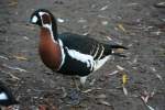 Rothalsgans (Branta ruficollis), eine ...  Gilbert Angermann 22.01.2010