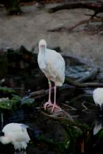 sonstige L�ffler (Platalea) (3 Fotos)