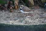 Ein Sandregenpfeifer (Charadrius hiaticula) ...  Gilbert Angermann 23.01.2010