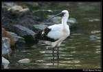Ibis - Die Unterart ist mir leider nicht bekannt. Fotografiert ...