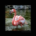 rosa--chileflamingos-phoenicopterus Triefnase - Flamingo (Phoenicopteriformes, Phoenicopteridae). Fotografiert im Grugapark Essen