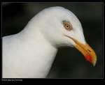 eigentliche-mowen-larus Silberm�we (Larus argentatus) - Mullion Harbour, Cornwall UK.