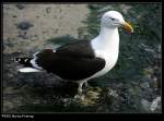 eigentliche-mowen-larus Mantelm�we (Larus marinus) - Mullion Harbour, Cornwall UK.