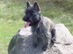Cairn Terrier H�ndin   ...  M.Schmidt 25.01.2010