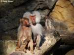 Mantelpavian-P�rchen  ...  Andy Hensel 13.10.2009