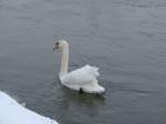 Ein Schwan auf der ...  Dieter Thomas 27.01.2010
