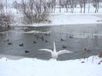 Hungrige Wasserv�gel an der ...  Dieter Thomas 27.01.2010