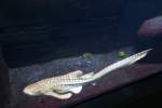 Ein Zebrahai (Stegostoma fasciatum) durchstreift ein Aquarium im Berliner Zoo. ...