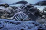 Nautilus pompilius ...  Gilbert Angermann 30.01.2010