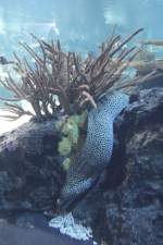 Netztmur�ne (Gymnothorax favagineus) am ...  Gilbert Angermann 30.01.2010