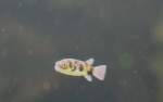 Assel-Kugelfisch (Colomesus asellus), ein ...  Gilbert Angermann 30.01.2010