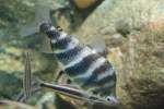 Ein Brachensalmer (Abramites hypselonotus) am 12.12.2009 im Zoo-Aquarium Berlin.  ...