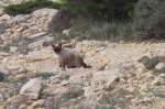 Burma-Katze (1 Fotos)