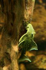 Gelber Phantomwels L200 (Hemiancistrus ...  Gilbert Angermann 31.01.2010