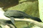 Schwarzwei�er Segelschilderwels (Liposarcus anisitsi) ...  Gilbert Angermann 31.01.2010