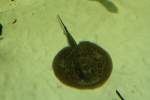 Pfauenaugen-Stechrochen (Potamotrygon motoro) am ...  Gilbert Angermann 31.01.2010