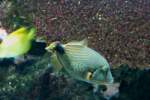 Orangestreifen-Dr�ckerfisch (Balistapus undulatus) am ...  Gilbert Angermann 01.02.2010
