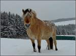 Schnee-Pferd. 30.01.10 (Jeanny)  ...  De Rond Hans und Jeanny 01.02.2010