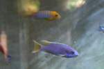 Eisblauer Maulbr�ter ...  Gilbert Angermann 02.02.2010
