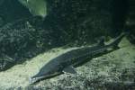 Atlantischer St�r (Acipenser oxyrinchus ...  Gilbert Angermann 02.02.2010