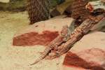 Gro�er Madagaskar-Baumleguan (Oplurus cuvieri) ...  Gilbert Angermann 02.02.2010