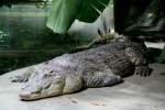 Ein Nilkrokodil (Crocodylus Niloticus) am 12.12.2009 in der Krokodilhalle das ...