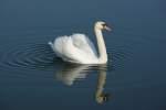 Ein Schwan ...  Christine Wohlfahrt 13.10.2009