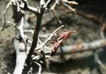 Bl�ten-Gottesanbeterin (Phyllocrania paradoxa) am ...  Gilbert Angermann 04.02.2010