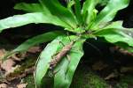 M�nnchen der Malaysische Riesen-Gespenstheuschrecke (Heteropteryx dilatata) am 12.12.2009 im Zoo-Aquarium ...