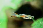 Endlers Guppy M�nnchen im ...  Gilbert Angermann 05.02.2010