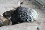 Wei�schwanz-Stachelschwein (Hystrix leucura Sykes) am 13.12.2009 im Tierpark Berlin.  ...